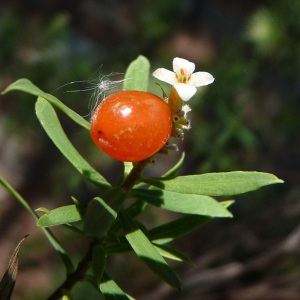 Photographie n°44345 du taxon Daphne gnidium L. [1753]