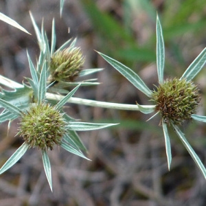 Photographie n°44346 du taxon Eryngium campestre L. [1753]