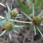  Bertrand BUI - Eryngium campestre L. [1753]