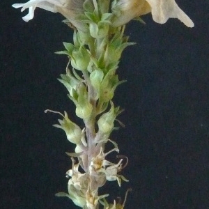 Photographie n°44350 du taxon Linaria repens (L.) Mill. [1768]