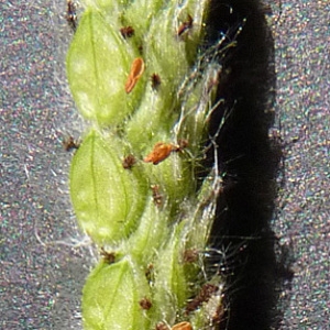  - Paspalum dilatatum Poir. [1804]