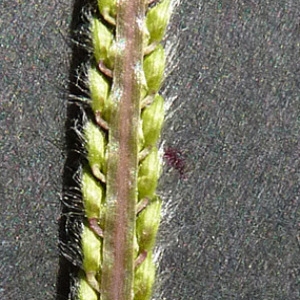 Photographie n°44359 du taxon Paspalum dilatatum Poir. [1804]