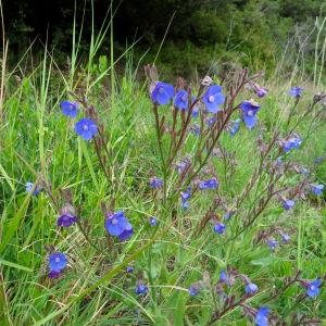 Photographie n°44378 du taxon Anchusa italica Retz. [1779]