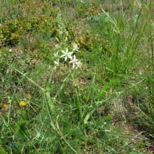 Photographie n°44385 du taxon Ornithogalum narbonense L. [1756]