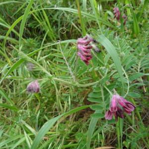 Photographie n°44391 du taxon Vicia benghalensis L. [1753]