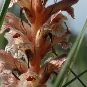  - Orobanche crenata Forssk. [1775]