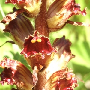 Photographie n°44420 du taxon Orobanche gracilis Sm. [1798]