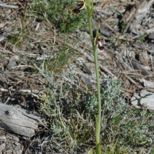 Photographie n°44424 du taxon Ophrys insectifera L. [1753]