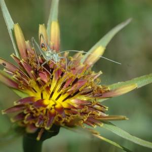 Photographie n°44425 du taxon Tragopogon crocifolius L. [1759]