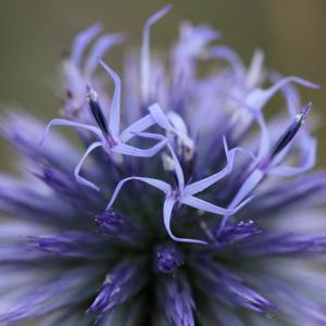 Photographie n°44431 du taxon Echinops ritro L. [1753]