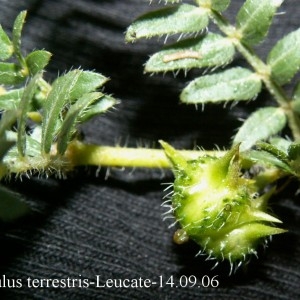 Photographie n°44432 du taxon Tribulus terrestris L.