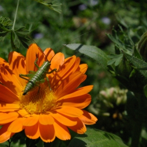  - Calendula officinalis L. [1753]