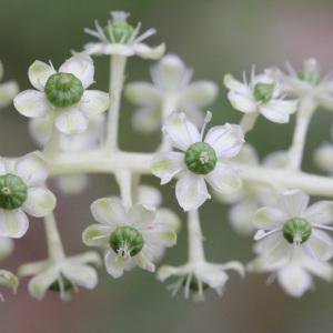 Photographie n°44468 du taxon Phytolacca americana L. [1753]