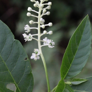 Photographie n°44469 du taxon Phytolacca americana L. [1753]