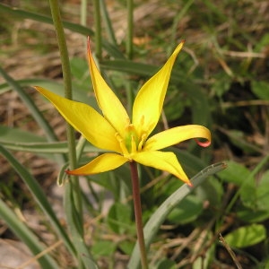 Photographie n°44471 du taxon Tulipa sylvestris subsp. australis (Link) Pamp. [1914]