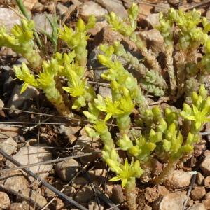 Photographie n°44472 du taxon Sedum acre L. [1753]