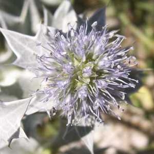 Photographie n°44480 du taxon Eryngium maritimum L. [1753]