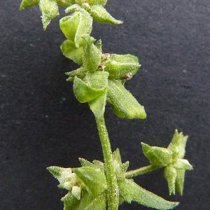 Photographie n°44495 du taxon Atriplex patula L. [1753]