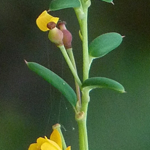 Berberis ×stenophylla Lindl. (Hedge Barberry)