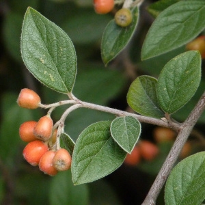 Photographie n°44498 du taxon Cotoneaster franchetii Bois [1902]