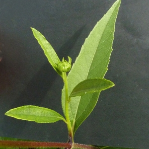 Photographie n°44505 du taxon Helianthus tuberosus L. [1753]