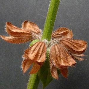 Photographie n°44517 du taxon Salvia pratensis L. [1753]