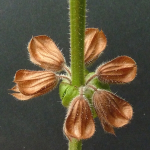 Photographie n°44518 du taxon Salvia pratensis L. [1753]