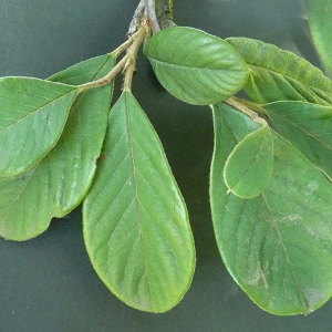 Photographie n°44526 du taxon Cotoneaster lacteus W.W.Sm. [1917]