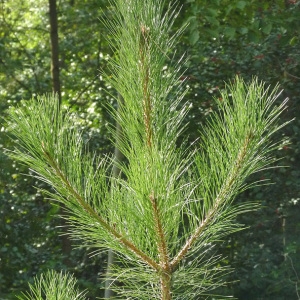 Photographie n°44527 du taxon Pinus nigra subsp. laricio Maire [1928]