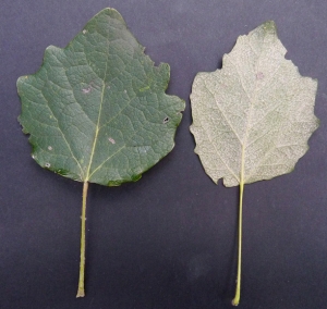 Bertrand BUI, le  2 septembre 2011 (Paris (Bois de Vincennes))