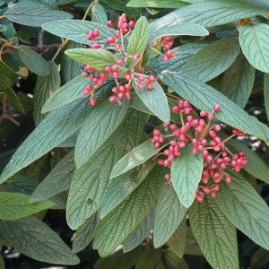 Photographie n°44539 du taxon Viburnum rhytidophyllum Hemsl. [1888]