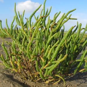 Salicornia procumbens Sm. (Long-spiked Glasswort)