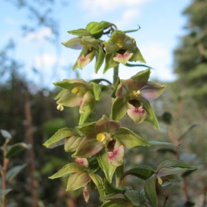 Epipactis helleborine subsp. neerlandica (Verm.) Buttler (Épipactis des Pays-Bas)