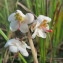  Hugues Tinguy - Pyrola rotundifolia subsp. maritima (Kenyon) E.F.Warb. [1952]