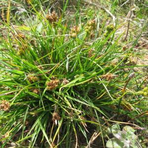  - Carex viridula var. pulchella (Lönnr.) B.Schmid [1983]