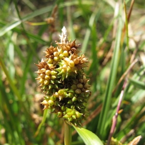Carex viridula var. pulchella (Lönnr.) B.Schmid