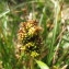  Hugues Tinguy - Carex viridula var. pulchella (Lönnr.) B.Schmid [1983]