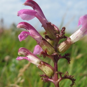 Photographie n°44563 du taxon Pedicularis palustris L. [1753]