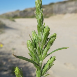 Photographie n°44570 du taxon Corispermum pallasii Steven [1814]