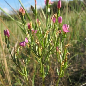 Photographie n°44572 du taxon Centaurium littorale (Turner) Gilmour [1937]