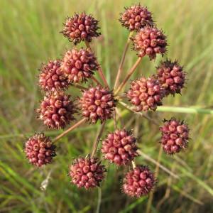 Photographie n°44575 du taxon Oenanthe lachenalii C.C.Gmel. [1805]