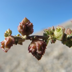 Atriplex babingtonii J.Woods (Arroche de Babington)