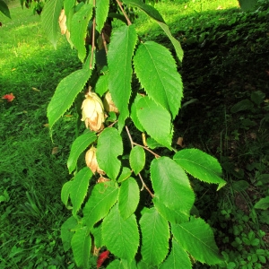 Photographie n°44595 du taxon Ostrya carpinifolia Scop. [1772]