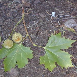 Photographie n°44596 du taxon Platanus x hispanica Mill. ex Münchh. [1770]