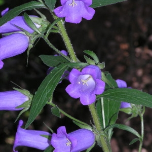 Photographie n°44603 du taxon Campanula medium L. [1753]