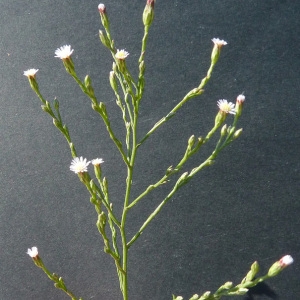 Photographie n°44615 du taxon Aster squamatus (Spreng.) Hieron. [1900]