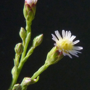 Photographie n°44616 du taxon Aster squamatus (Spreng.) Hieron. [1900]