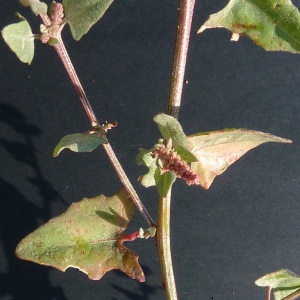 Photographie n°44620 du taxon Atriplex prostrata Boucher ex DC. [1805]