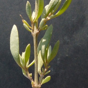 Photographie n°44631 du taxon Halimione portulacoides (L.) Aellen [1938]