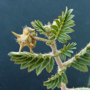 Photographie n°44641 du taxon Tribulus terrestris L.